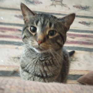 Meet your Posher, Abby